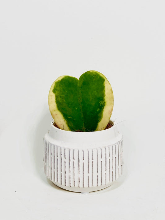 Bring some houseplant love into your home!