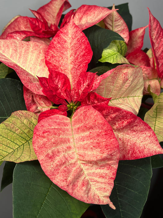5 Totally Unbiased Reasons To Visit Your Local Plant Shop This Christmas