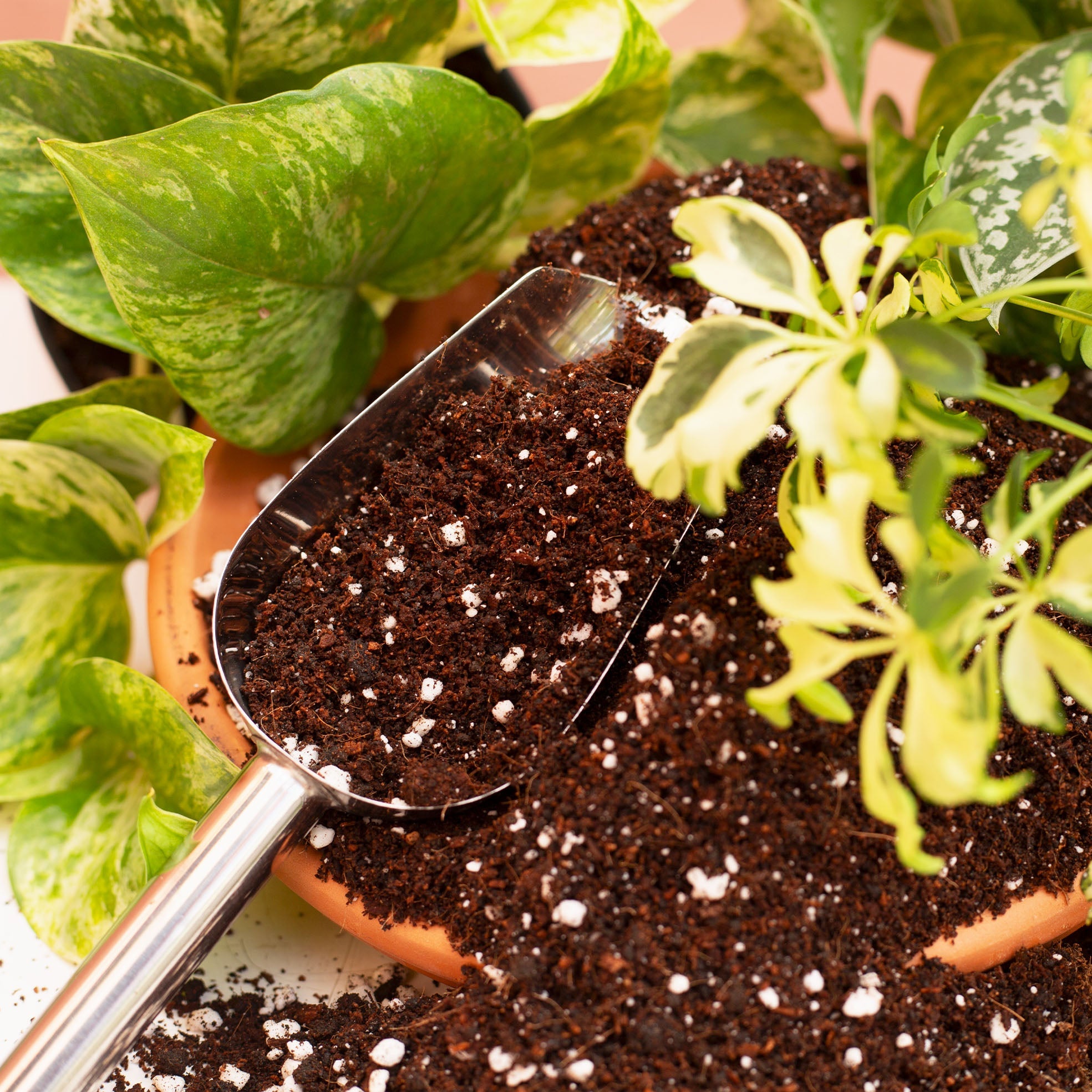 Plant Studio Soil Mixes | Custom Potting Mixes for Houseplants