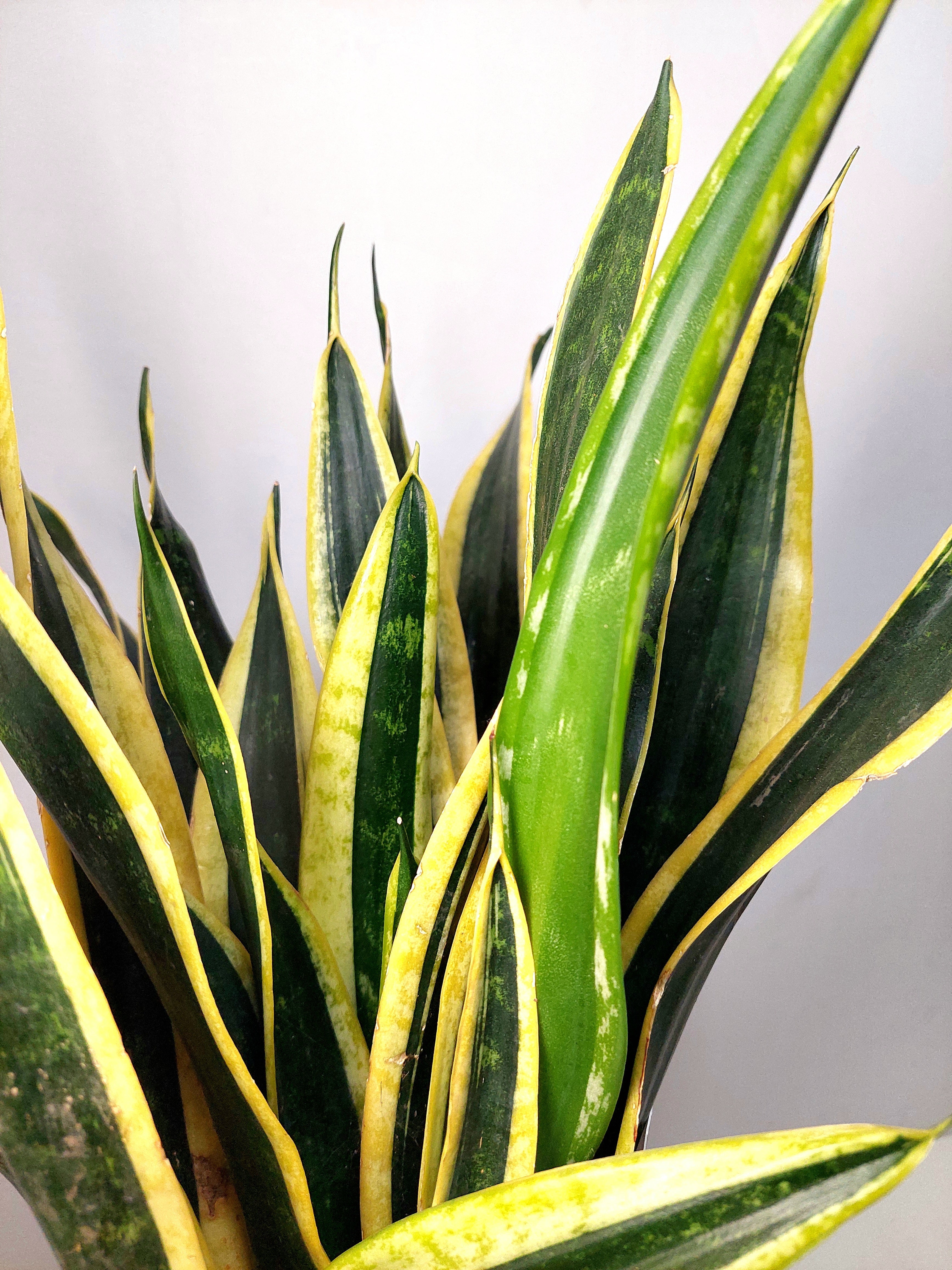 Sansevieria Johannesburg var【yuki】 US Seller EXACT PLANT Variegated Sansevieria Yuki Ona