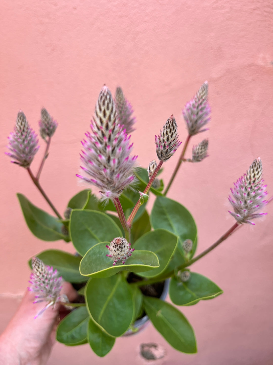 Ptilotus exaltatus ‘Joey’ -Mulla Mulla