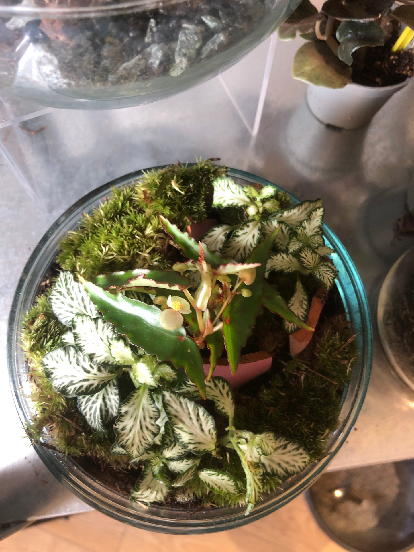 Glass Bio-dome terrarium Lucky Dip