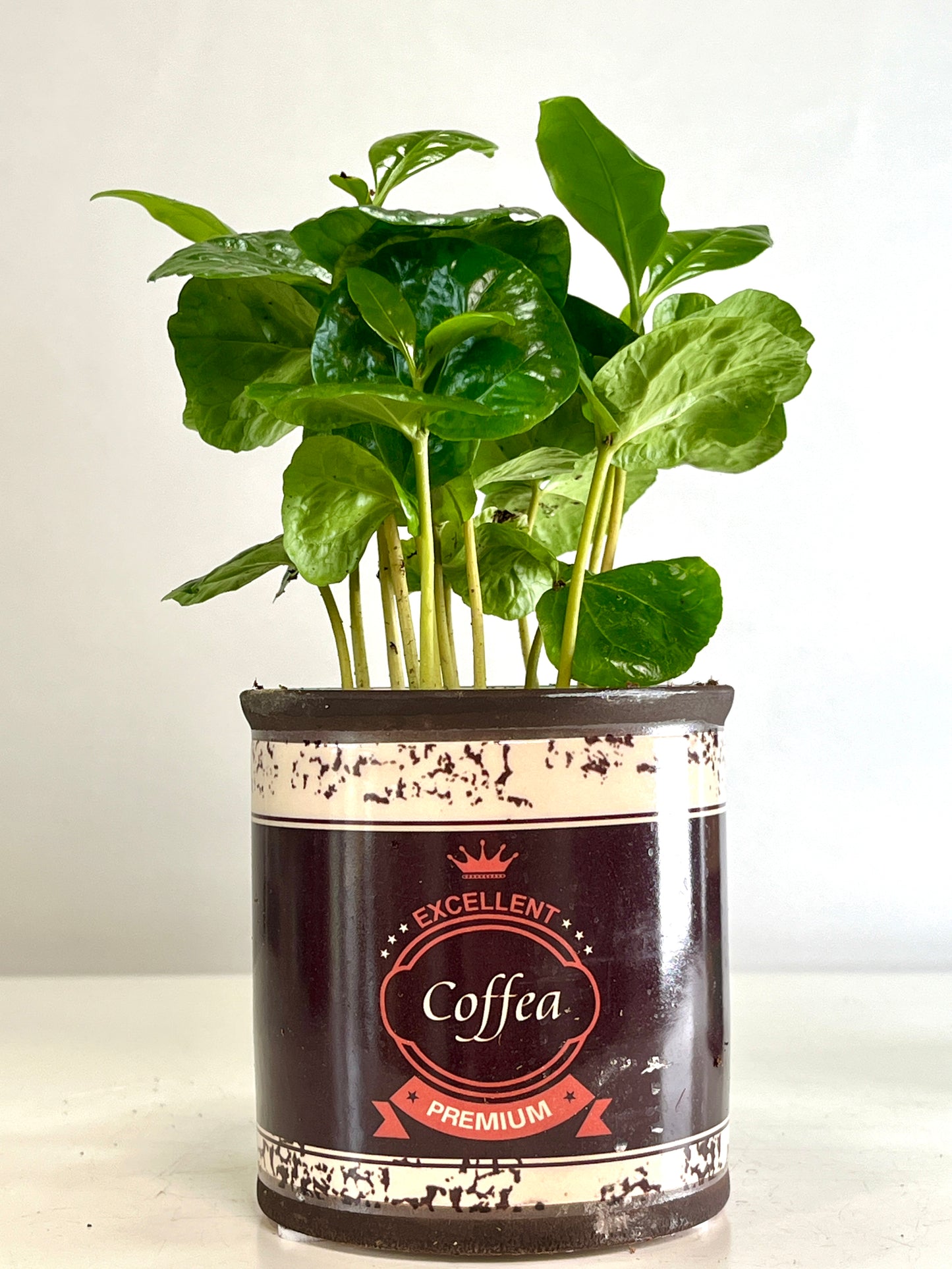 Coffea Arabica in retro can - coffee plant