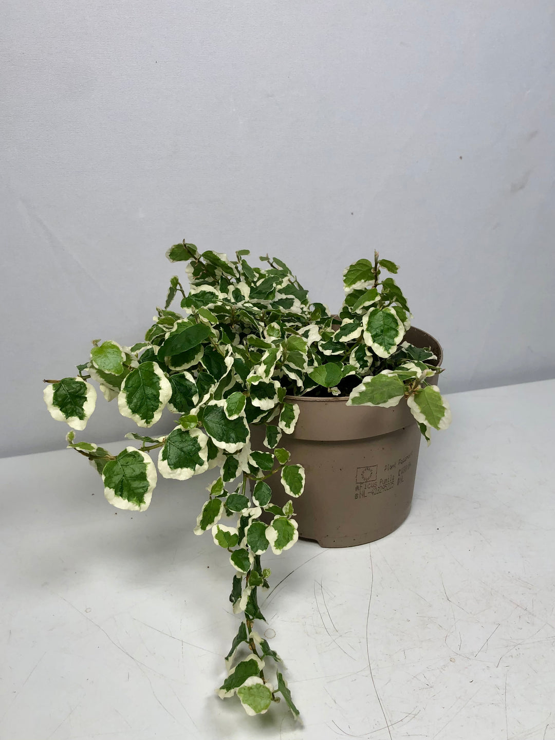 Ficus Pumila Belle Sunny - Creeping Fig