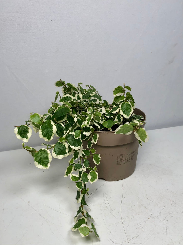 Ficus Pumila Belle Sunny - Creeping Fig