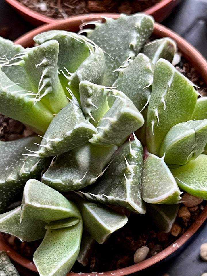 Lithops – Lucky Dip Living Stones