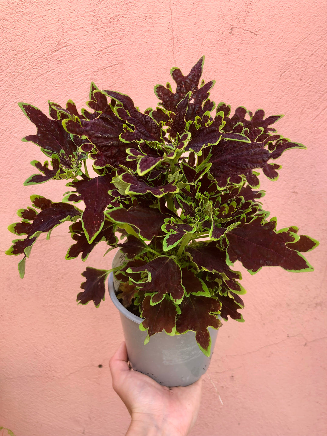 Coleus ‘Limewire’