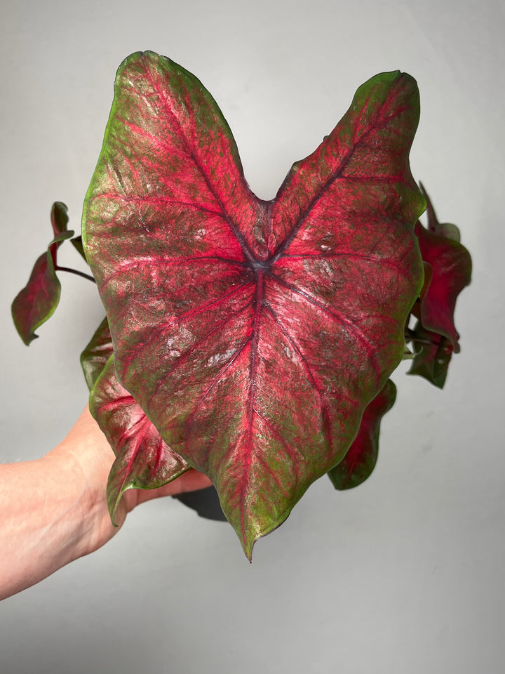 Caladium ‘Postman Joyner’
