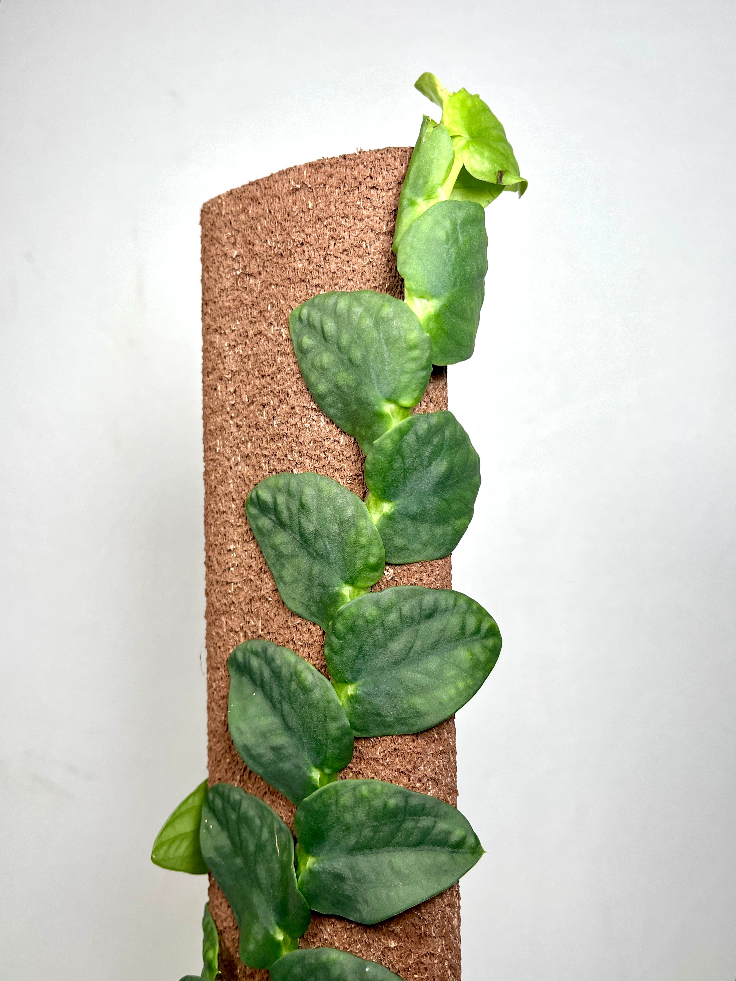 monstera tenuis Rhaphidophora Tenius – Plant Studio
