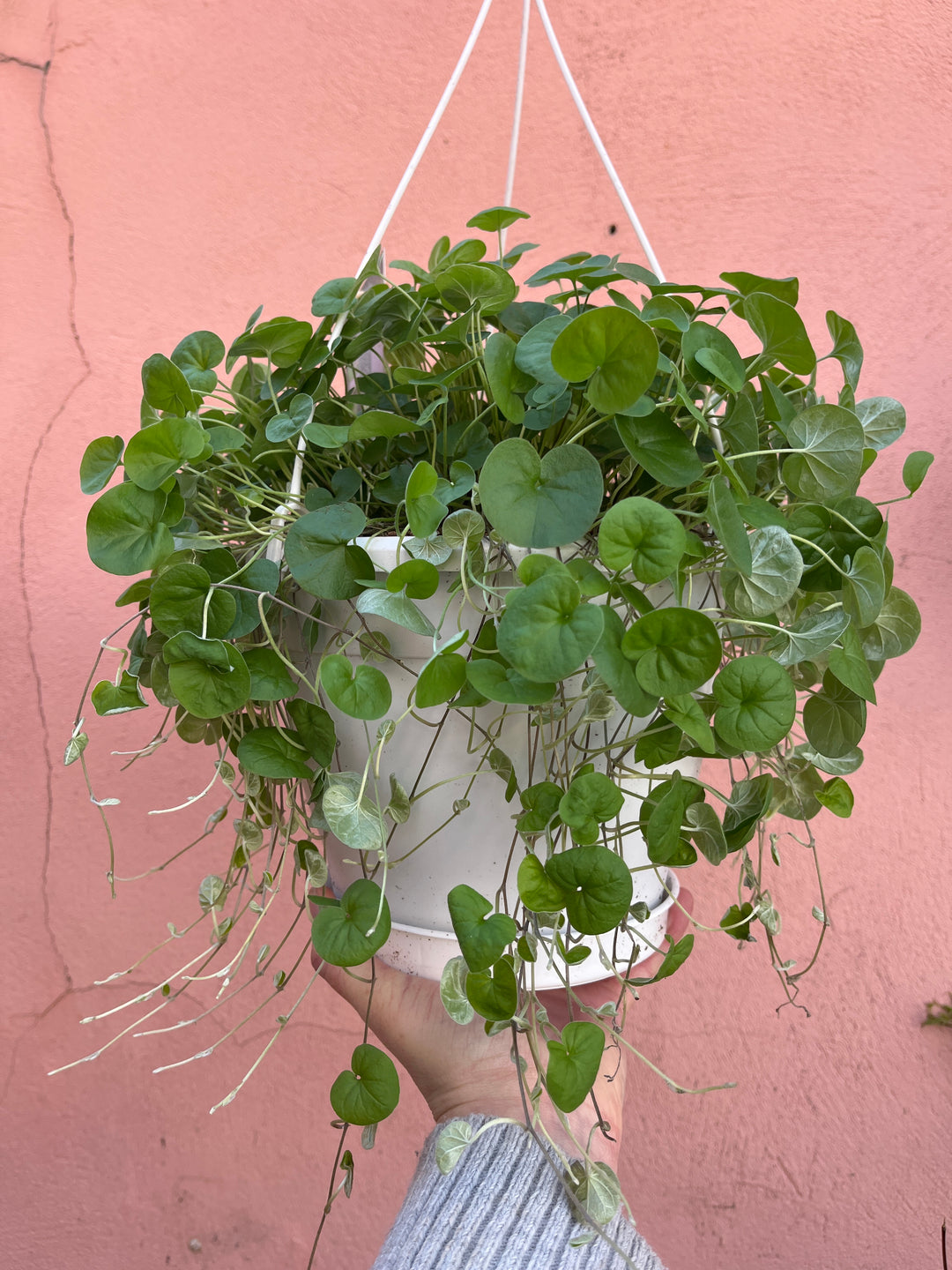 Dichondra argentea 'Silver Falls' - silver nickel vine