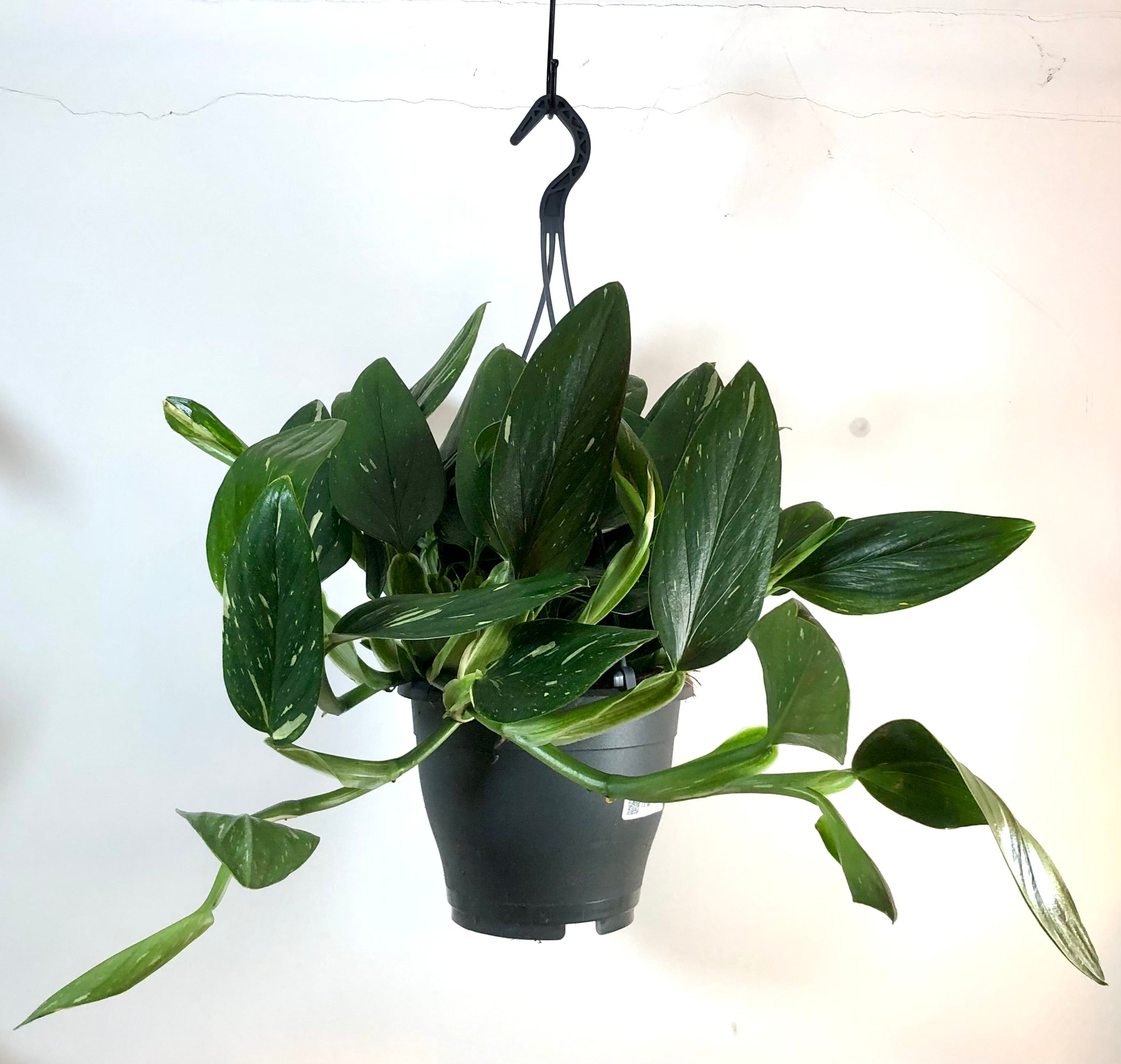monstera standleyana philodendron cobra Philodendron Cobra