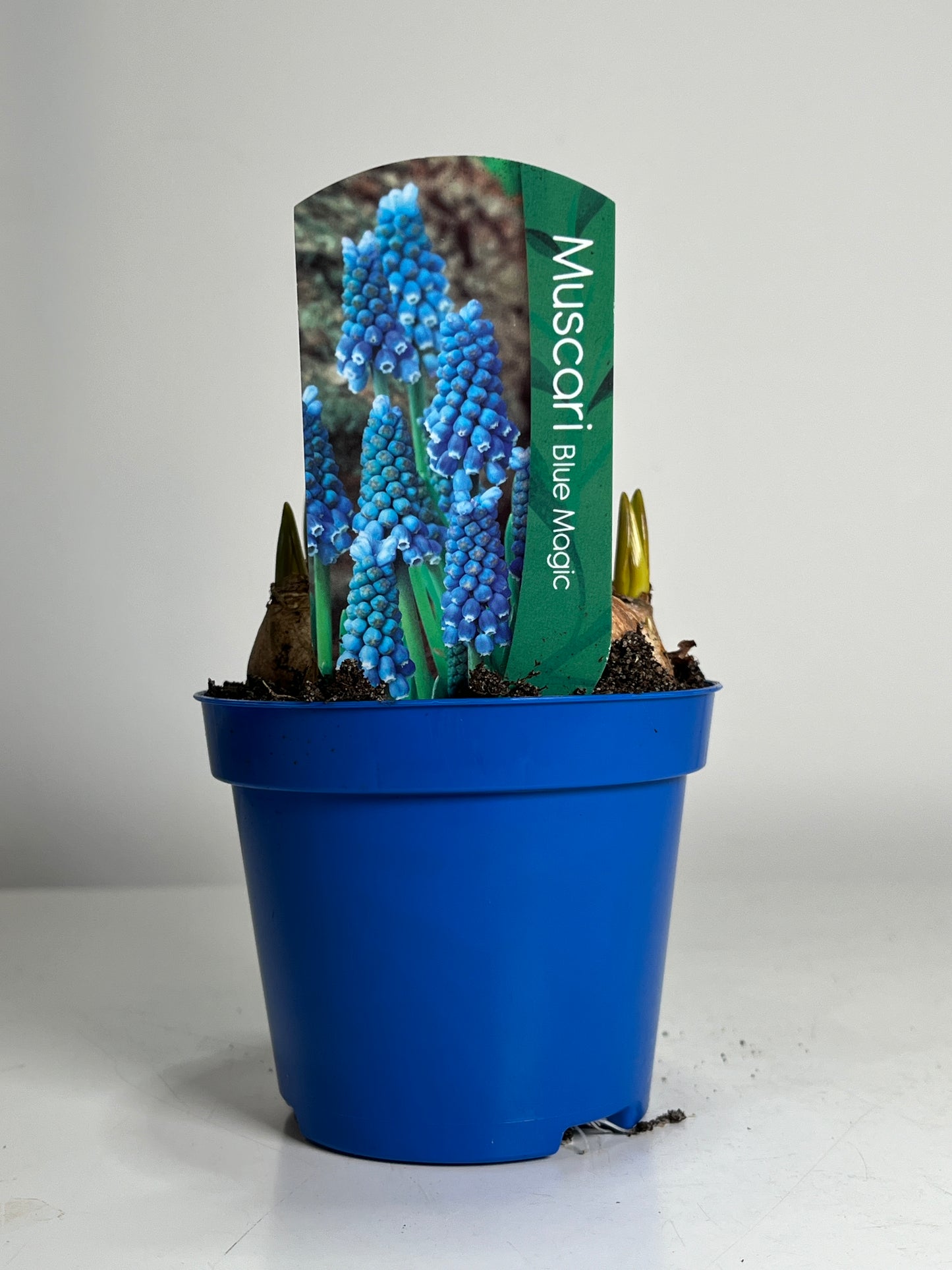 Muscari Blue Magic