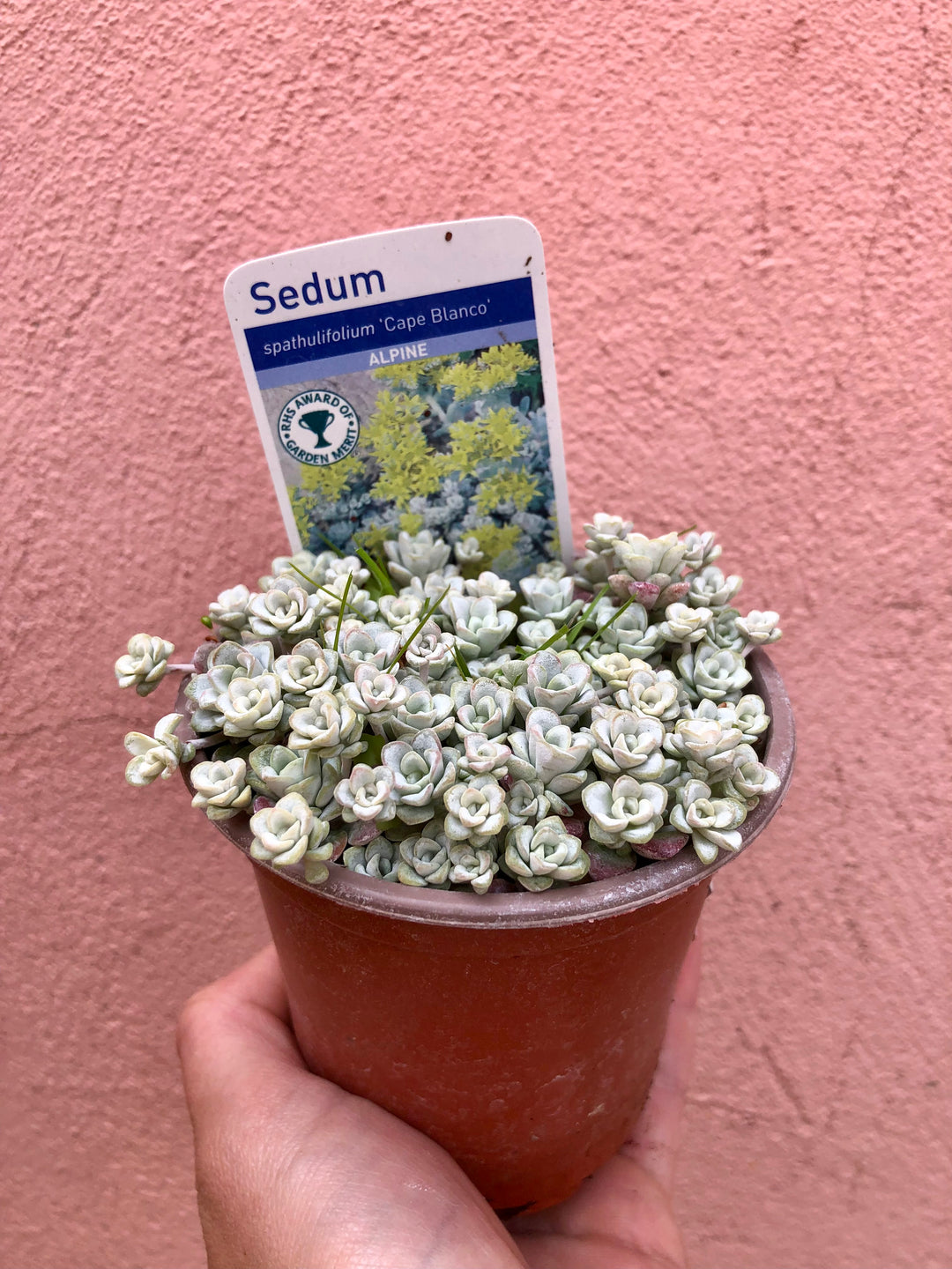 Baby Herbs Rockery and patio plants