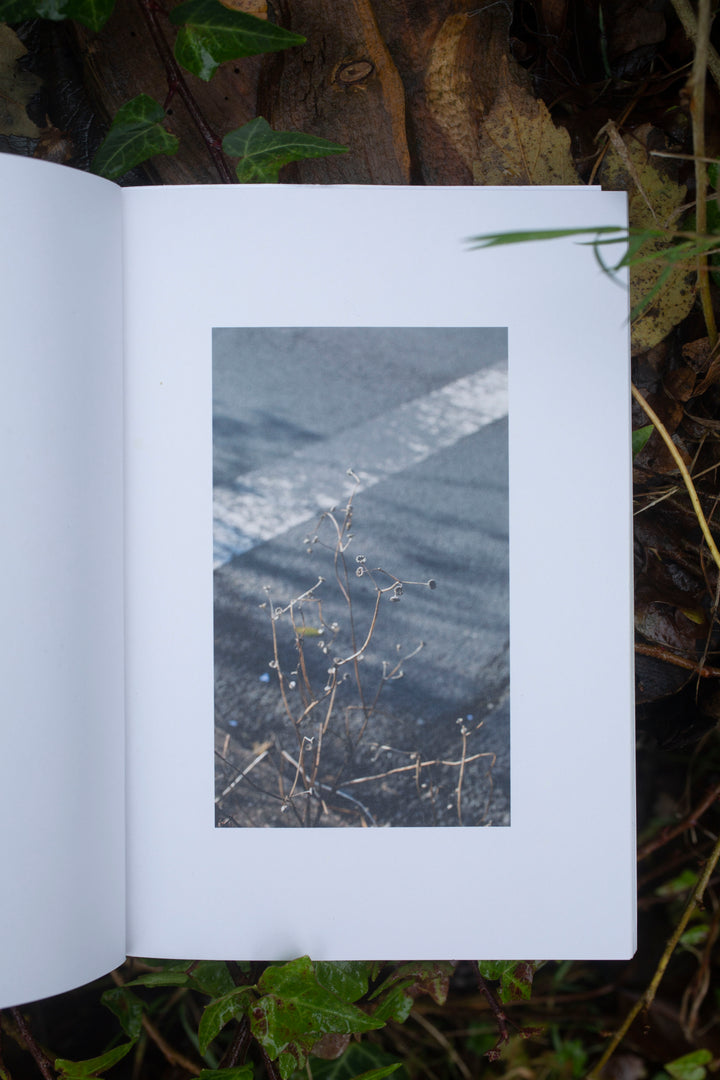 The Wild Ressistance by Alina Hibbert