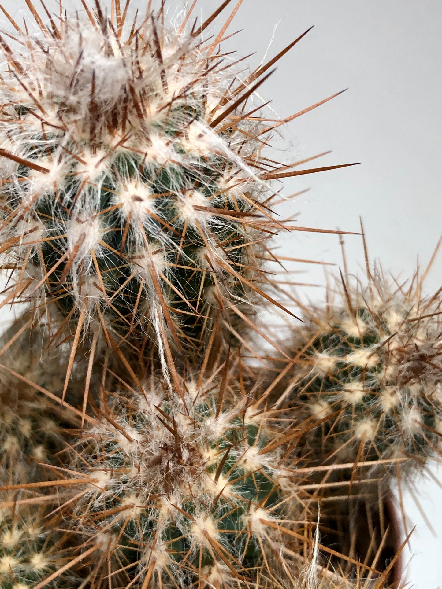 Cereus cacti Mix