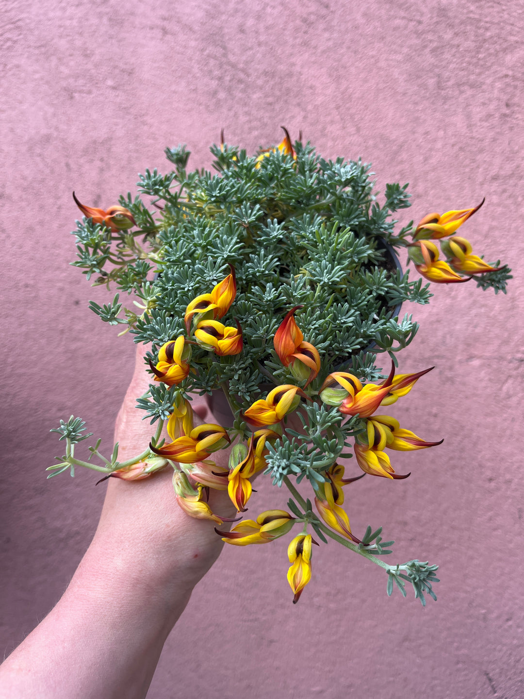 Lotus corniculatus - bird’s-foot trefoil