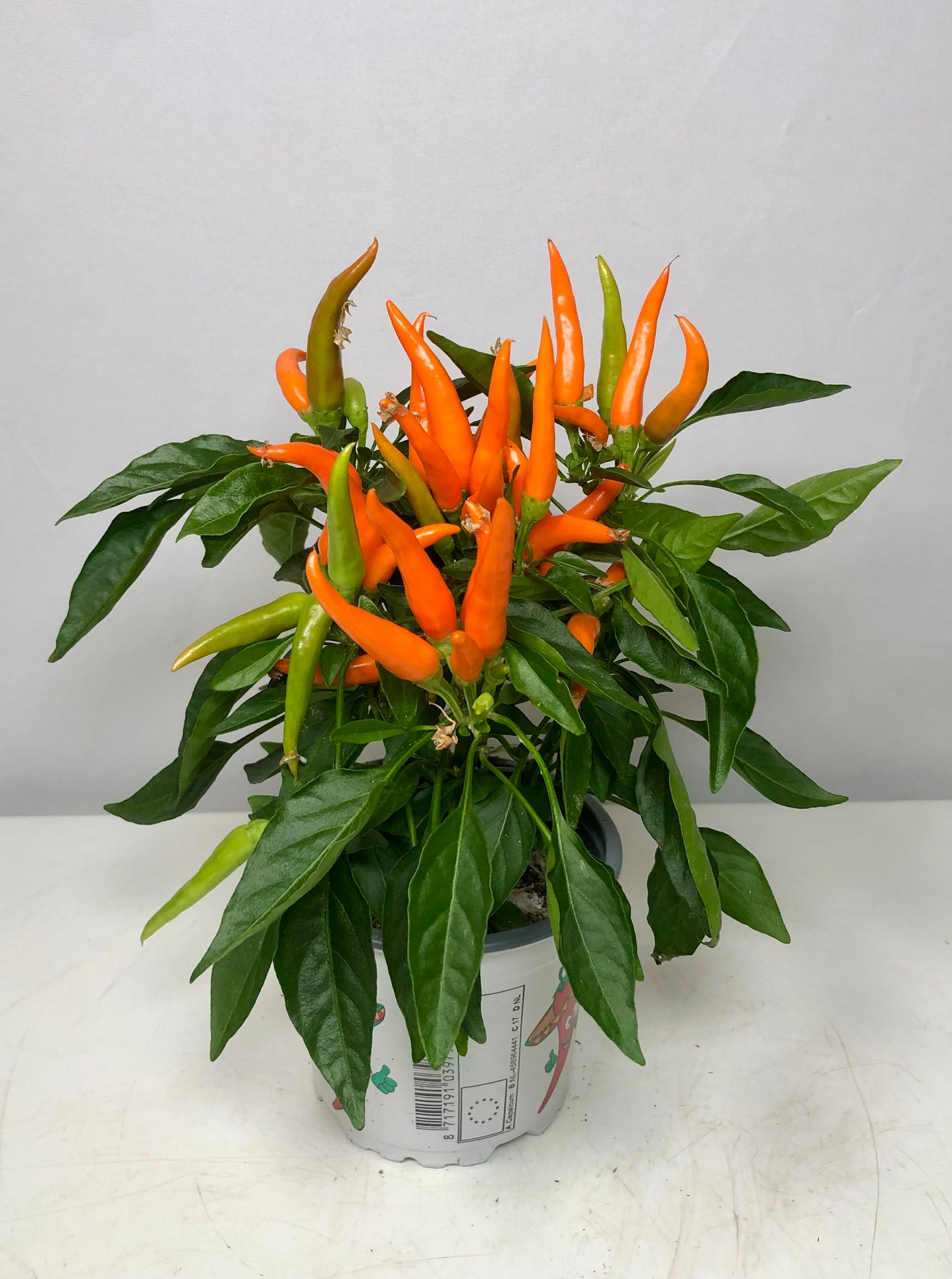 Capsicum Hup Hup Mix - Chilie