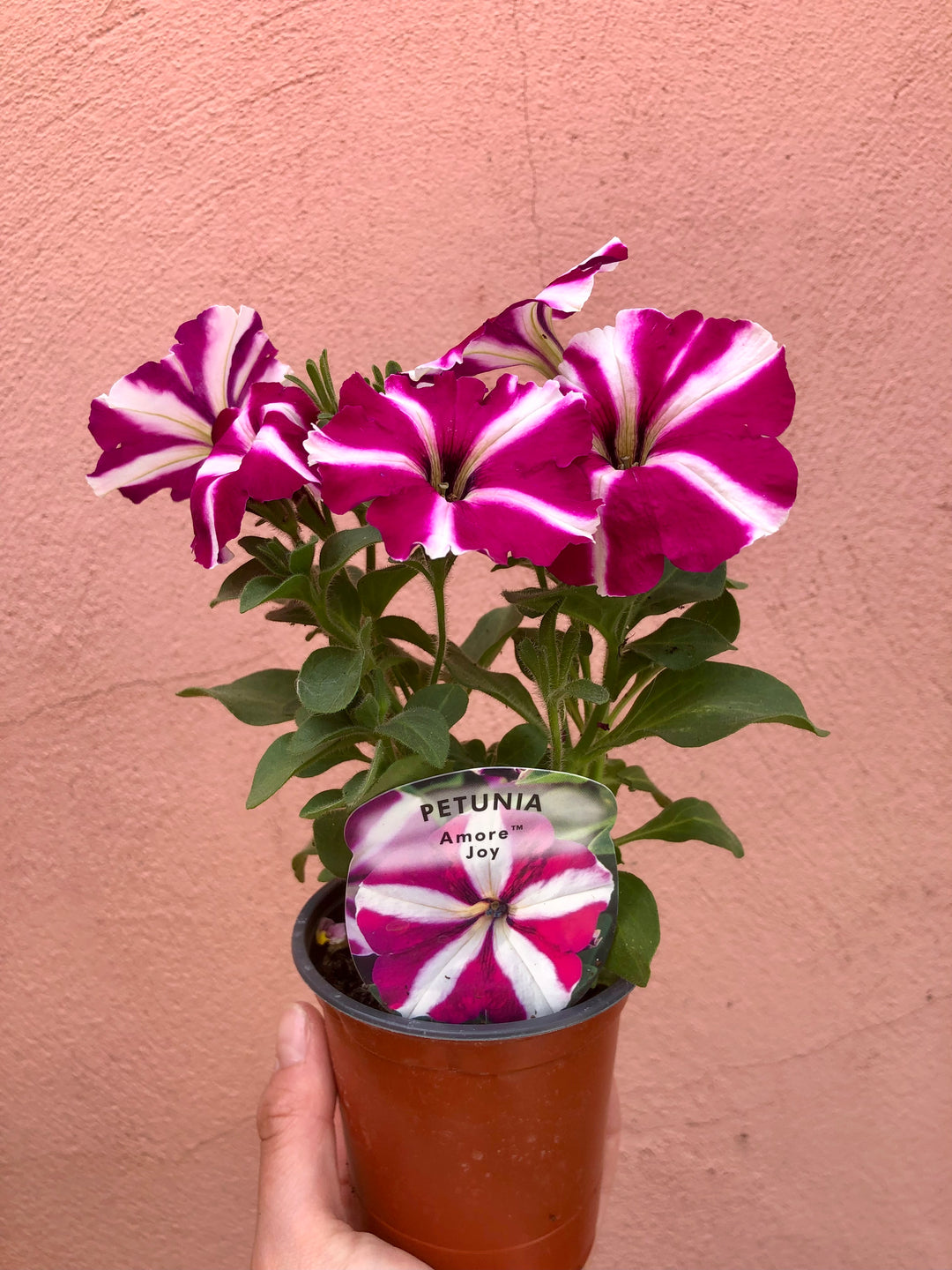 Petunia