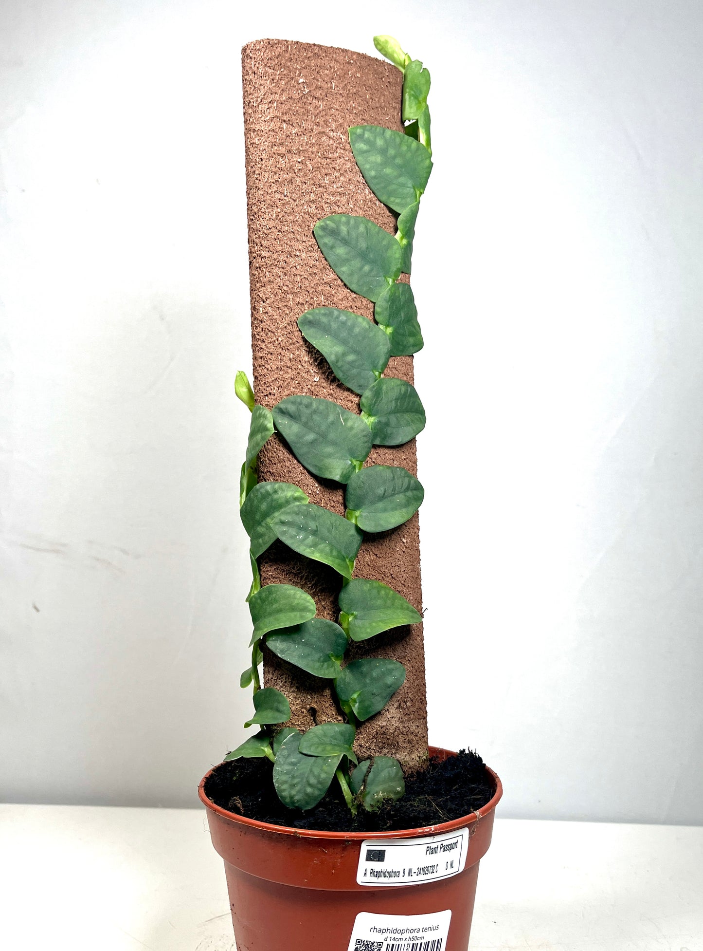 Rhaphidophora Tenius