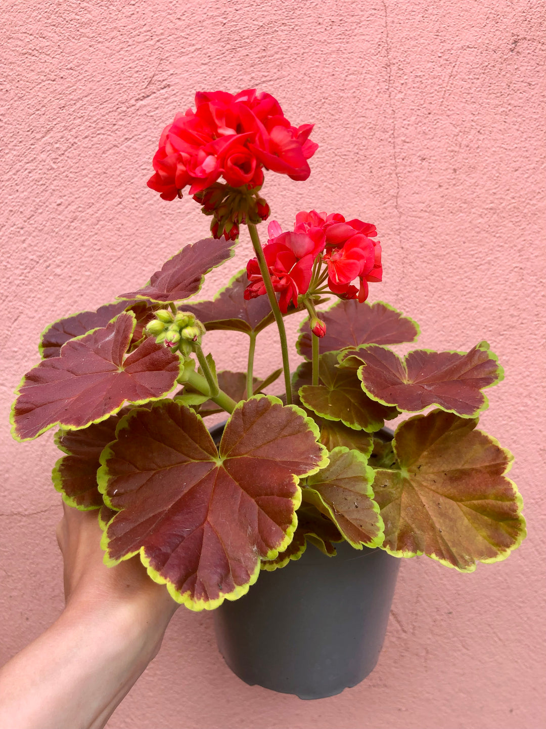 Geranium Carmel Red