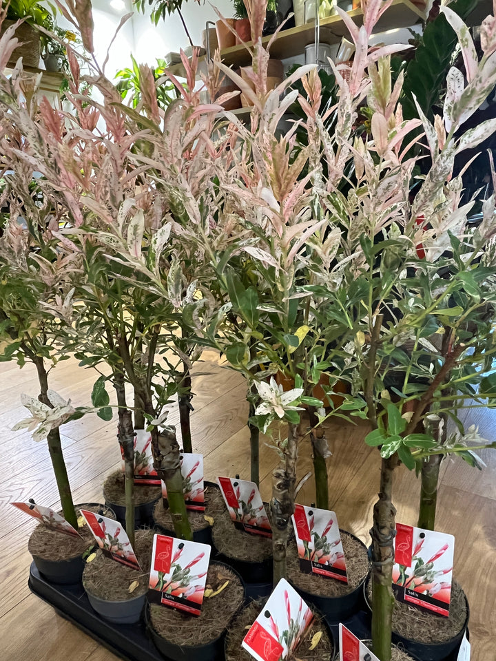 Salix integra 'Hakuro-nishiki' - Flamingo Tree - flamingo willow - Salix Flamingo