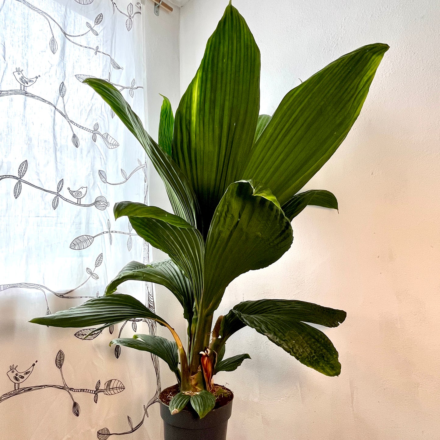 Carludovica palmata ‘Jungle Drum’ – Tropical Fan Palm (Young Plant ID Pending)