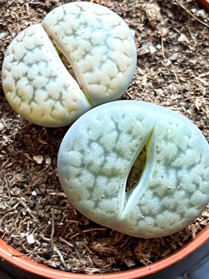 Lithops – Lucky Dip Living Stones
