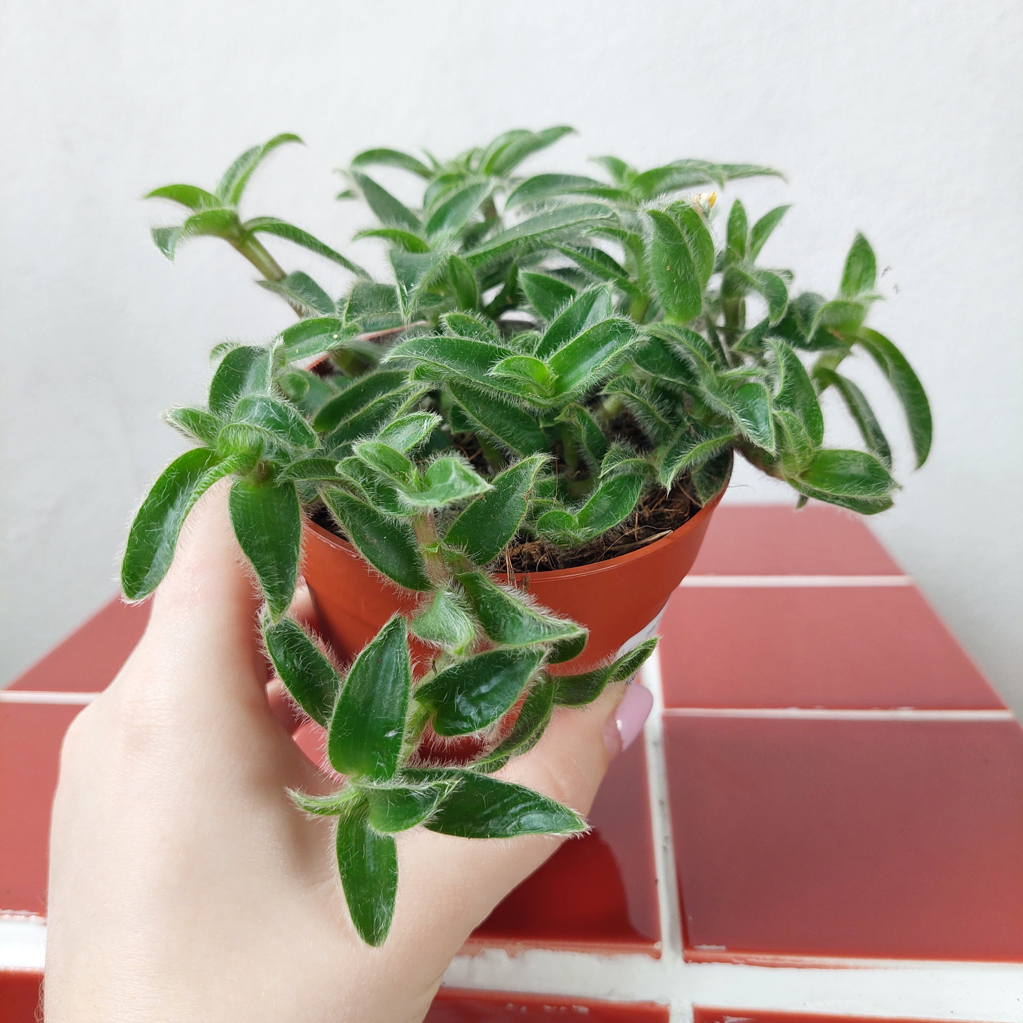 fuzzy plants indoor Tradescantia cyanotis somaliensis – Pussy Ears
