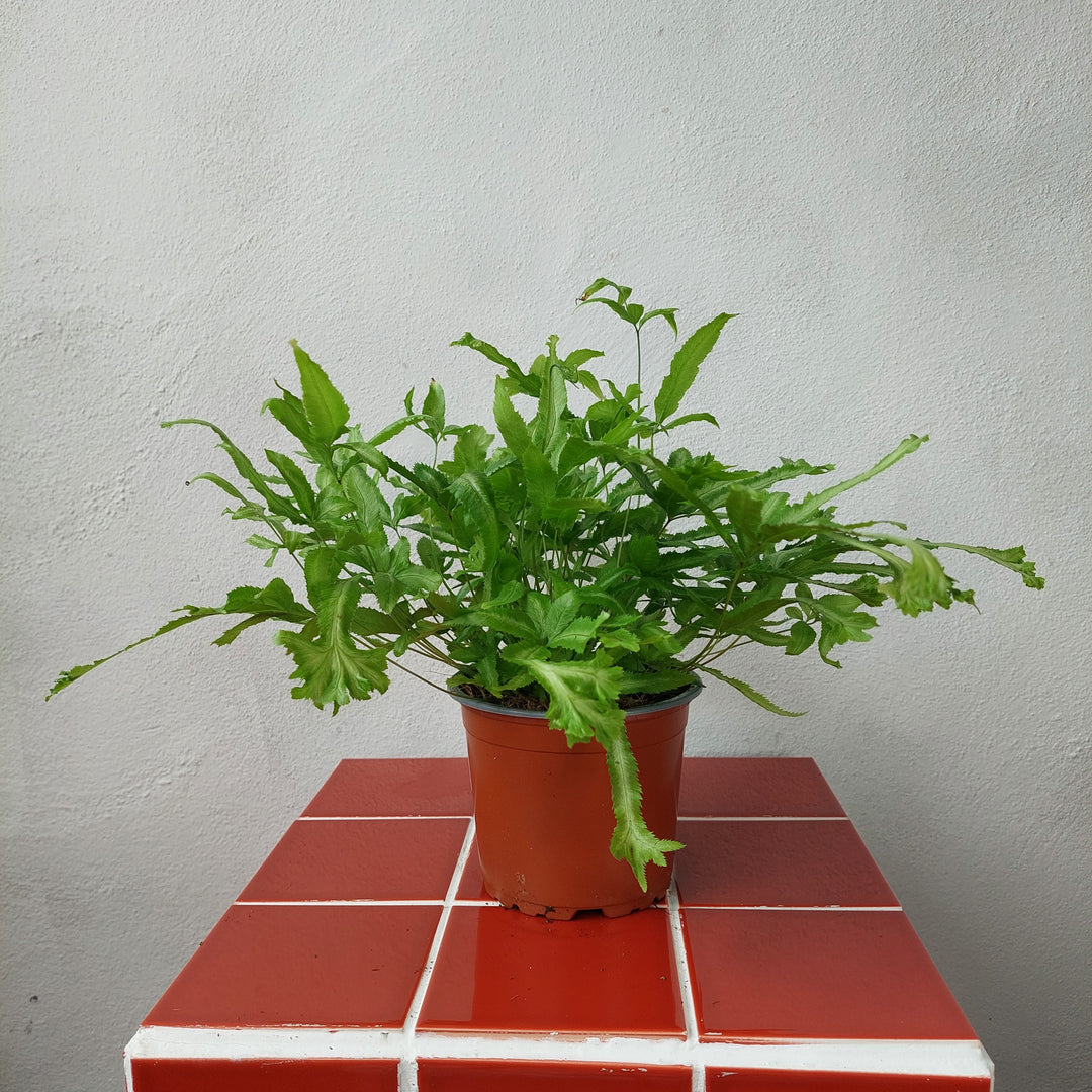 Pteris cretica 'Mayii - ribbon fern - silver ribbon fern