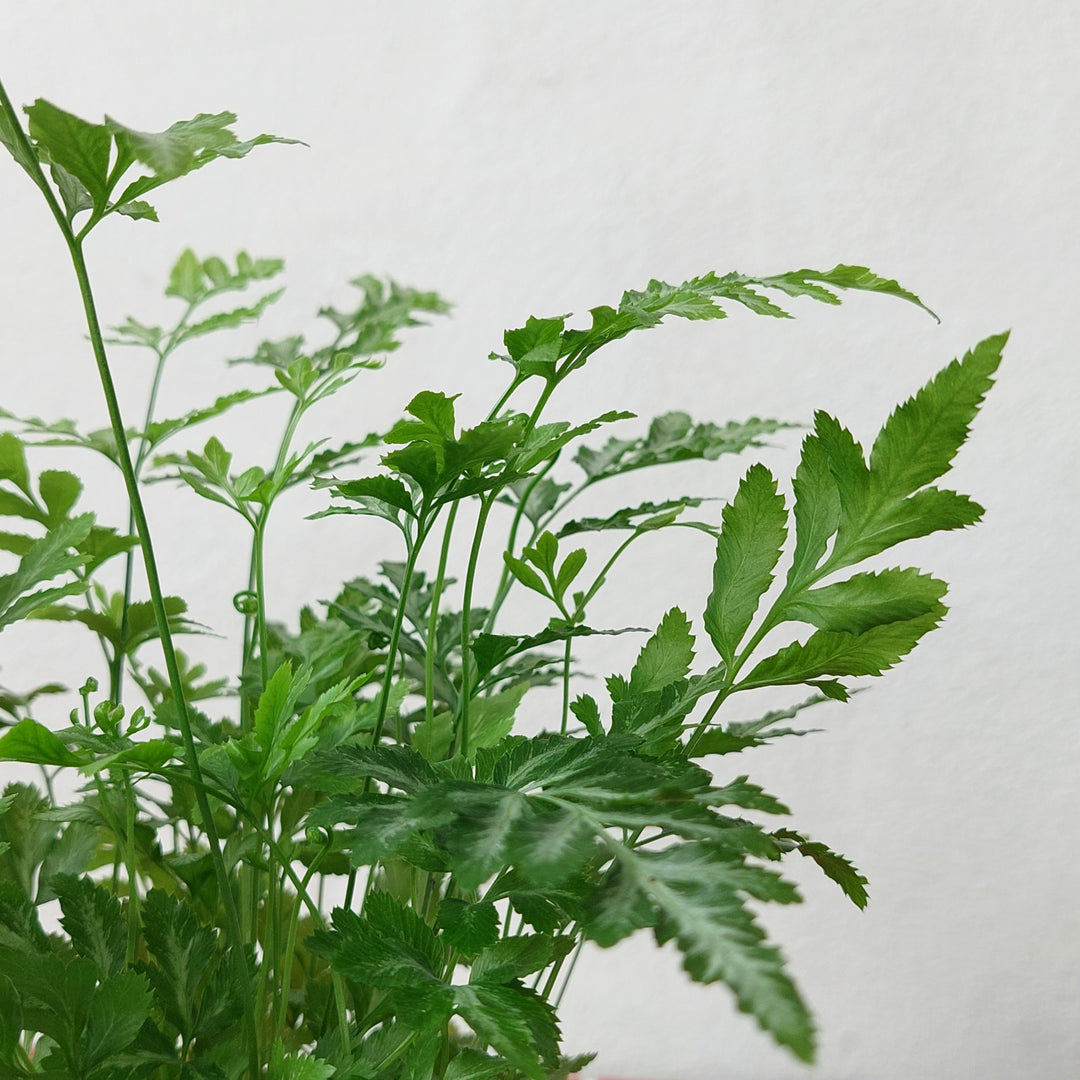 Pteris evergemiensis – Brake Fern