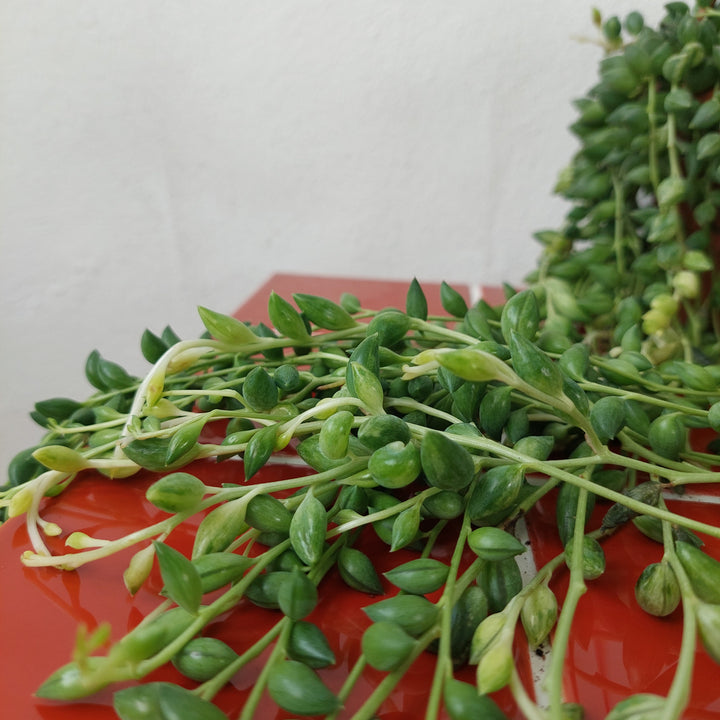 Variegated Senecio herreianus - String of Tears - String of Beads
