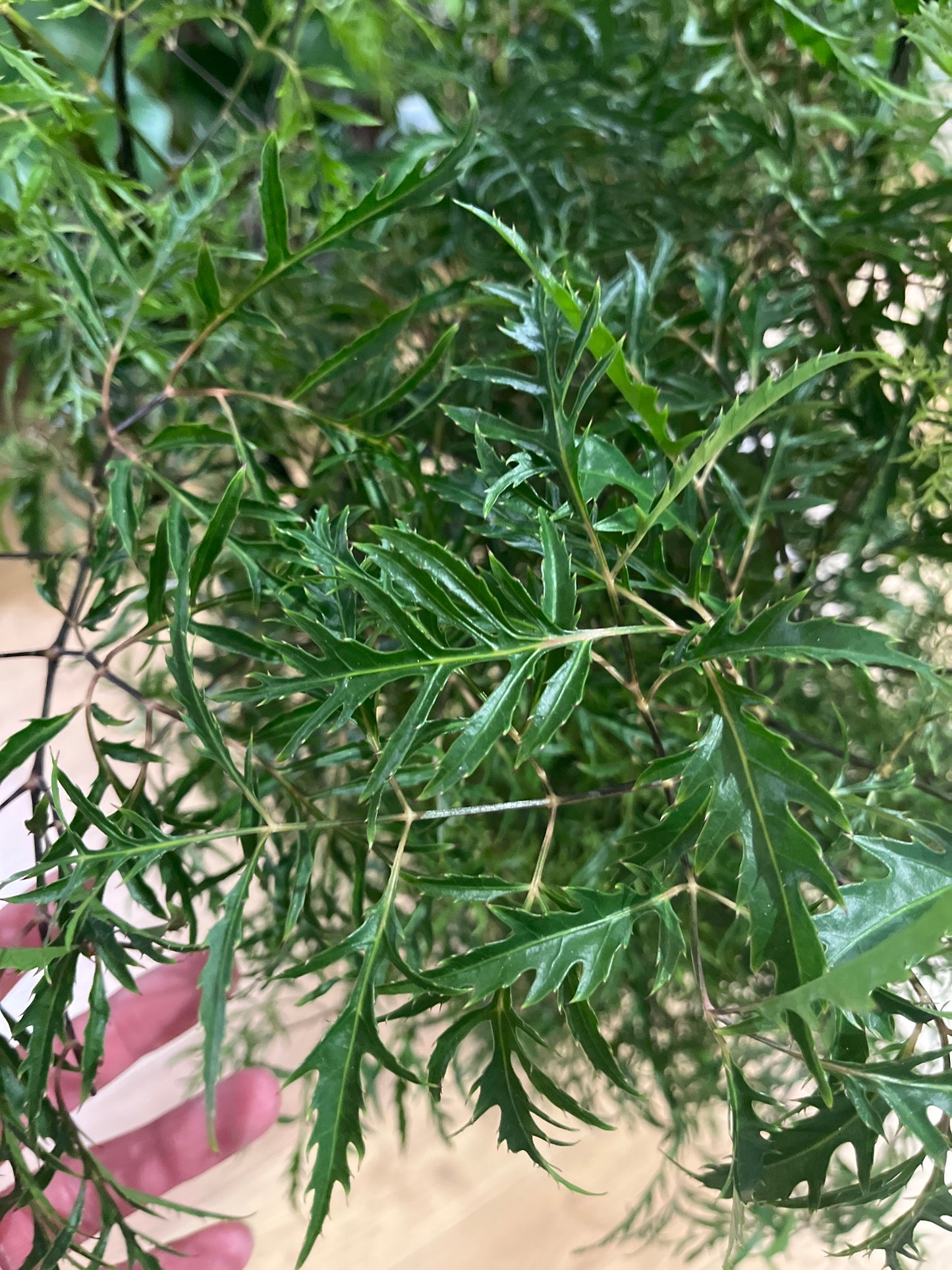 Polyscias fruticosa – Ming Aralia