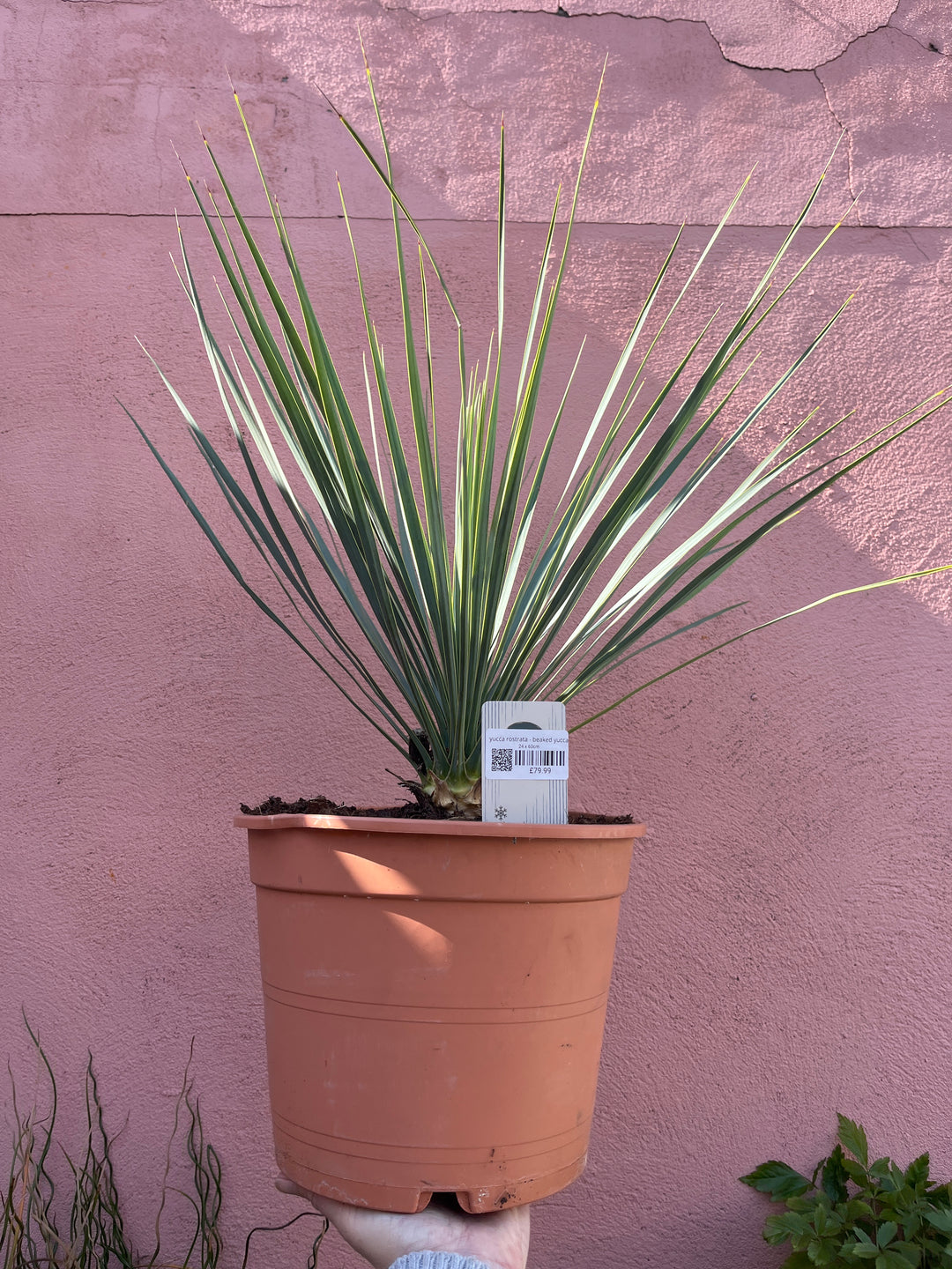 Yucca Rostrata - Beaked Yucca