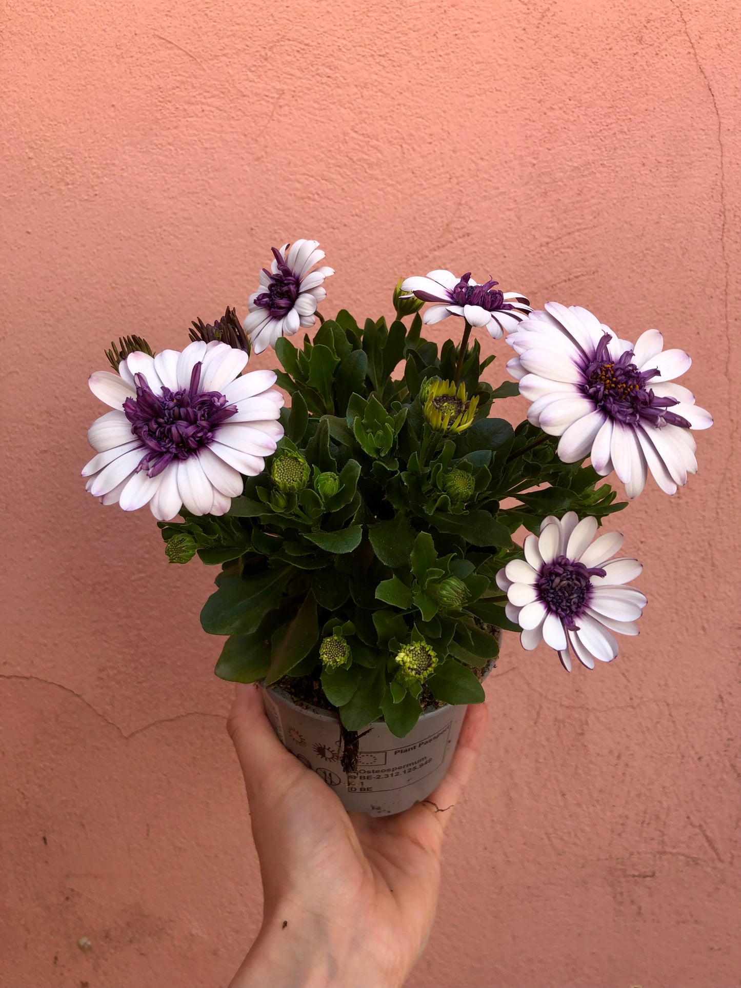 Osteospermum Violet Ice
