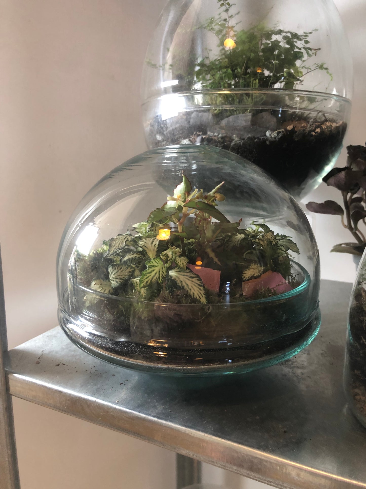 Glass Bio-dome terrarium Lucky Dip