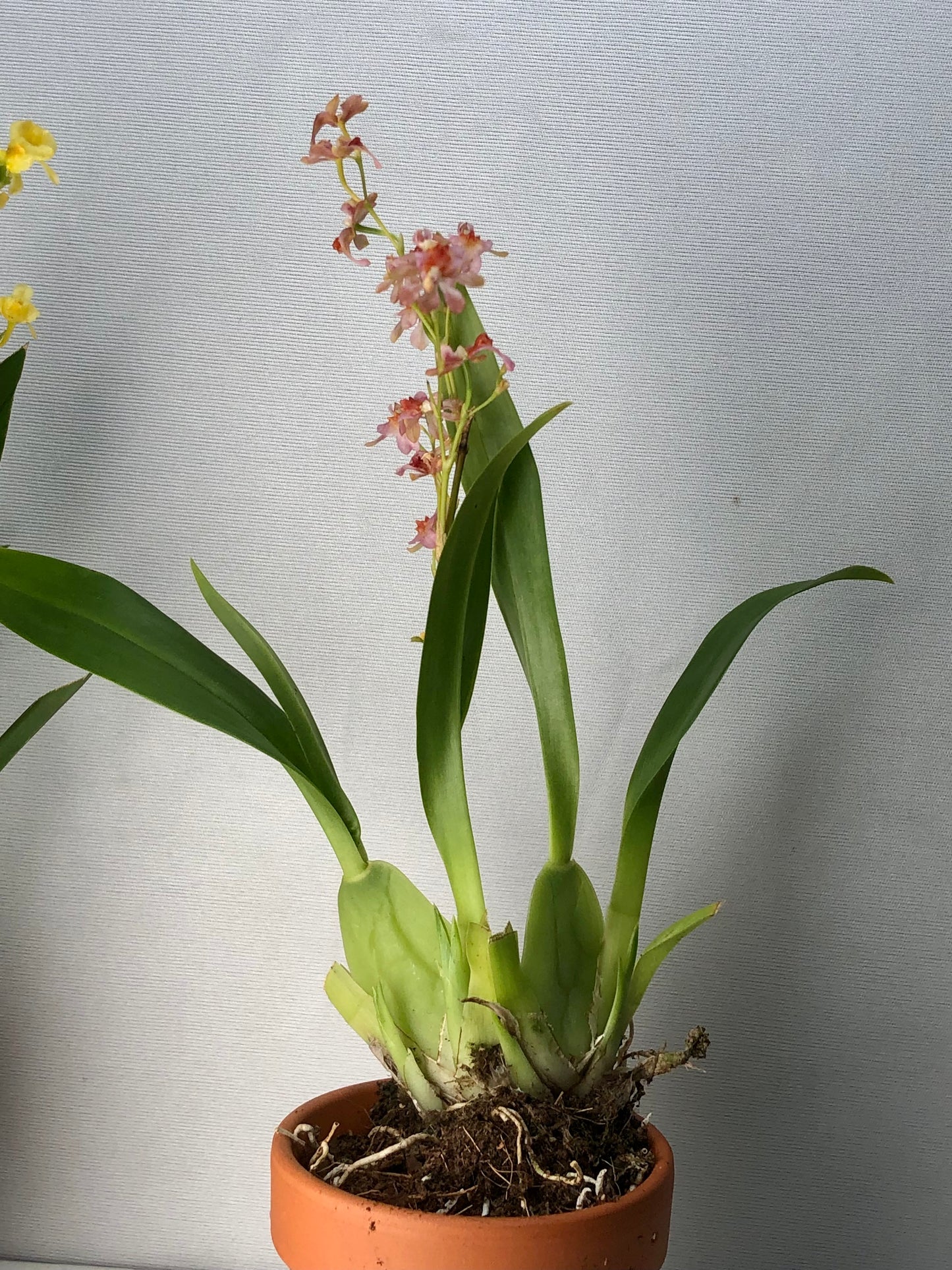 Oncidium mini mix in terracotta - Dancing lady orchid