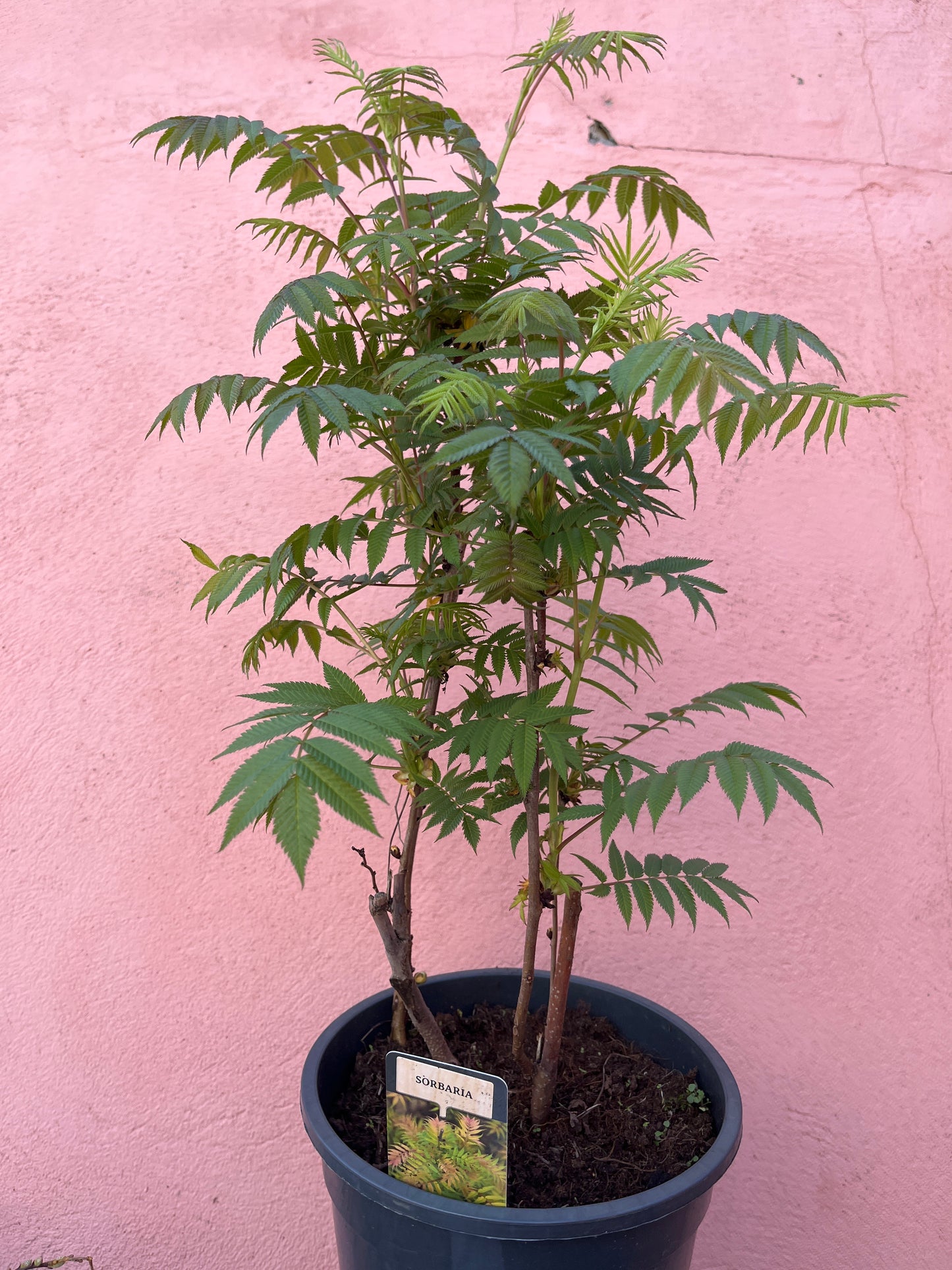 Sorbaria Sorbifolia