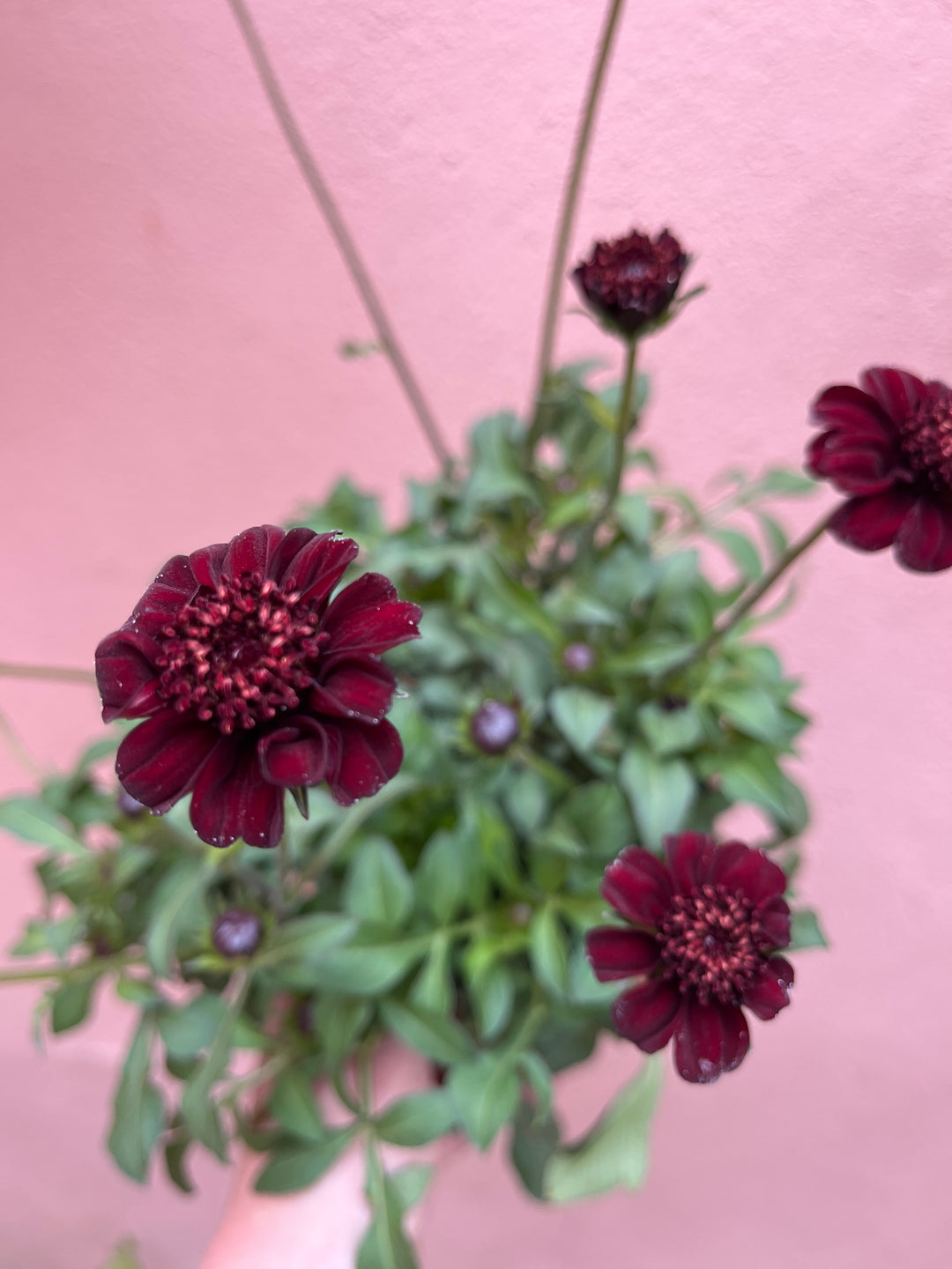 Cosmos ‘Chocamocha’ - Chocolate Cosmos