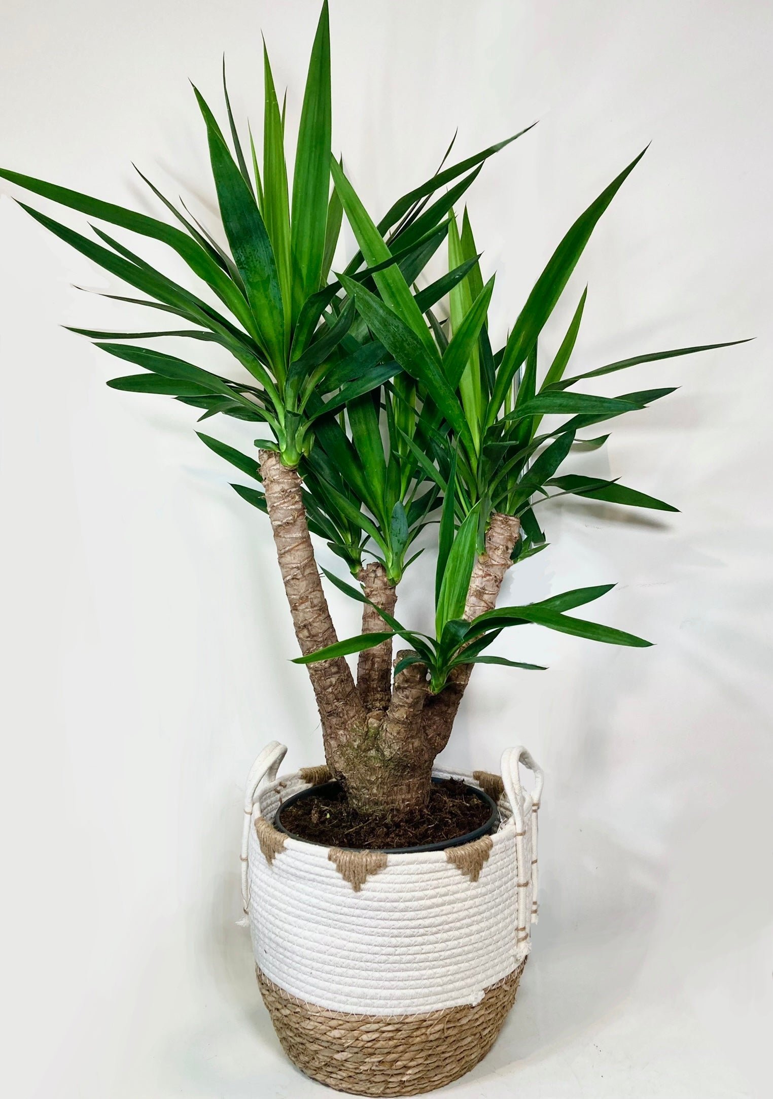 types of yucca house plants Yucca Branched Specimen – Plant Studio