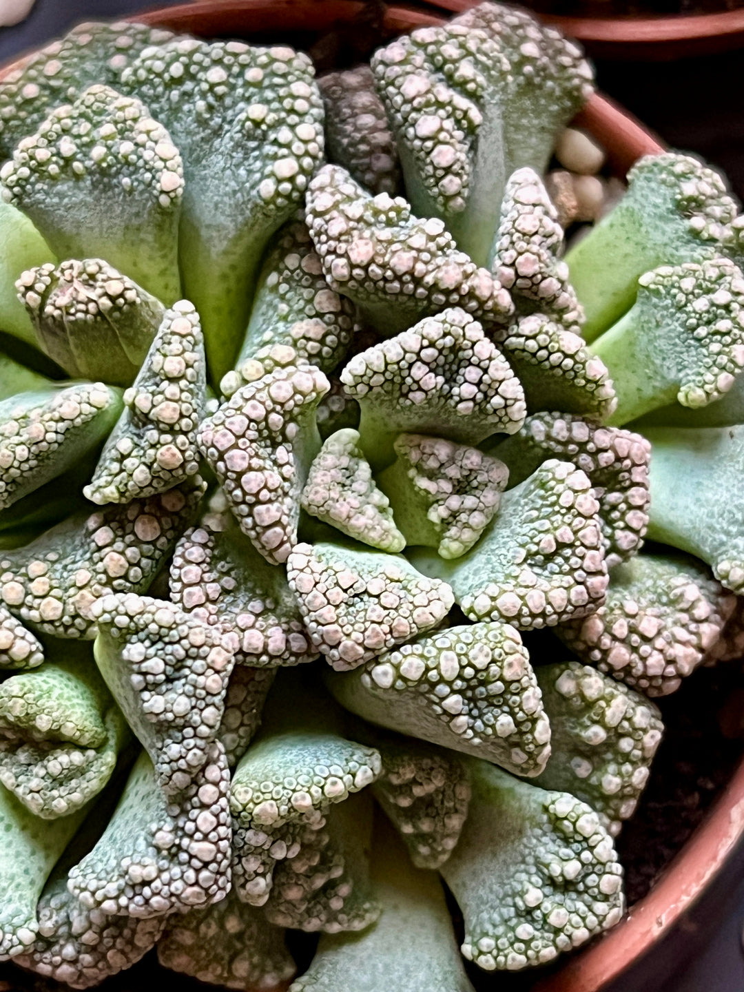 Lithops – Lucky Dip Living Stones