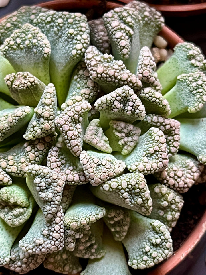 Lithops – Lucky Dip Living Stones