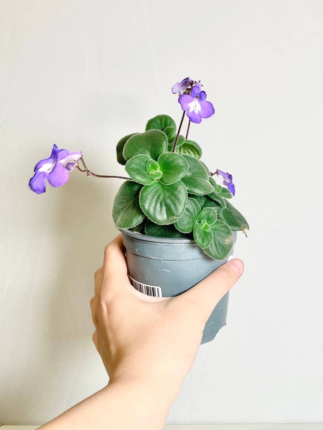 Streptocarpus Saxorum