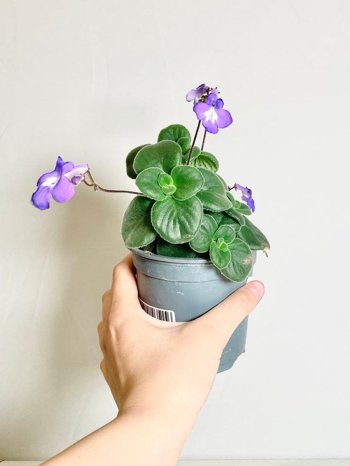 Streptocarpus Saxorum