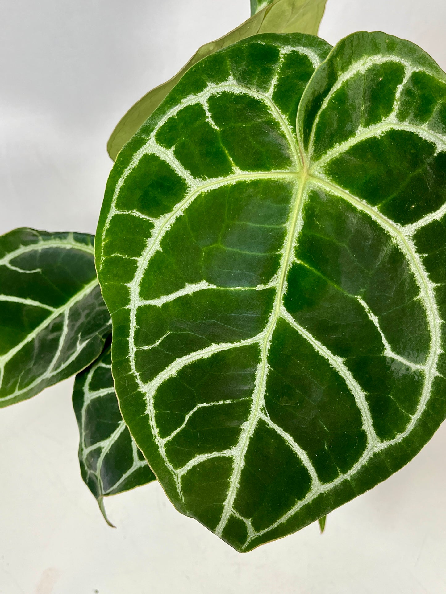 Anthurium Clarinervium