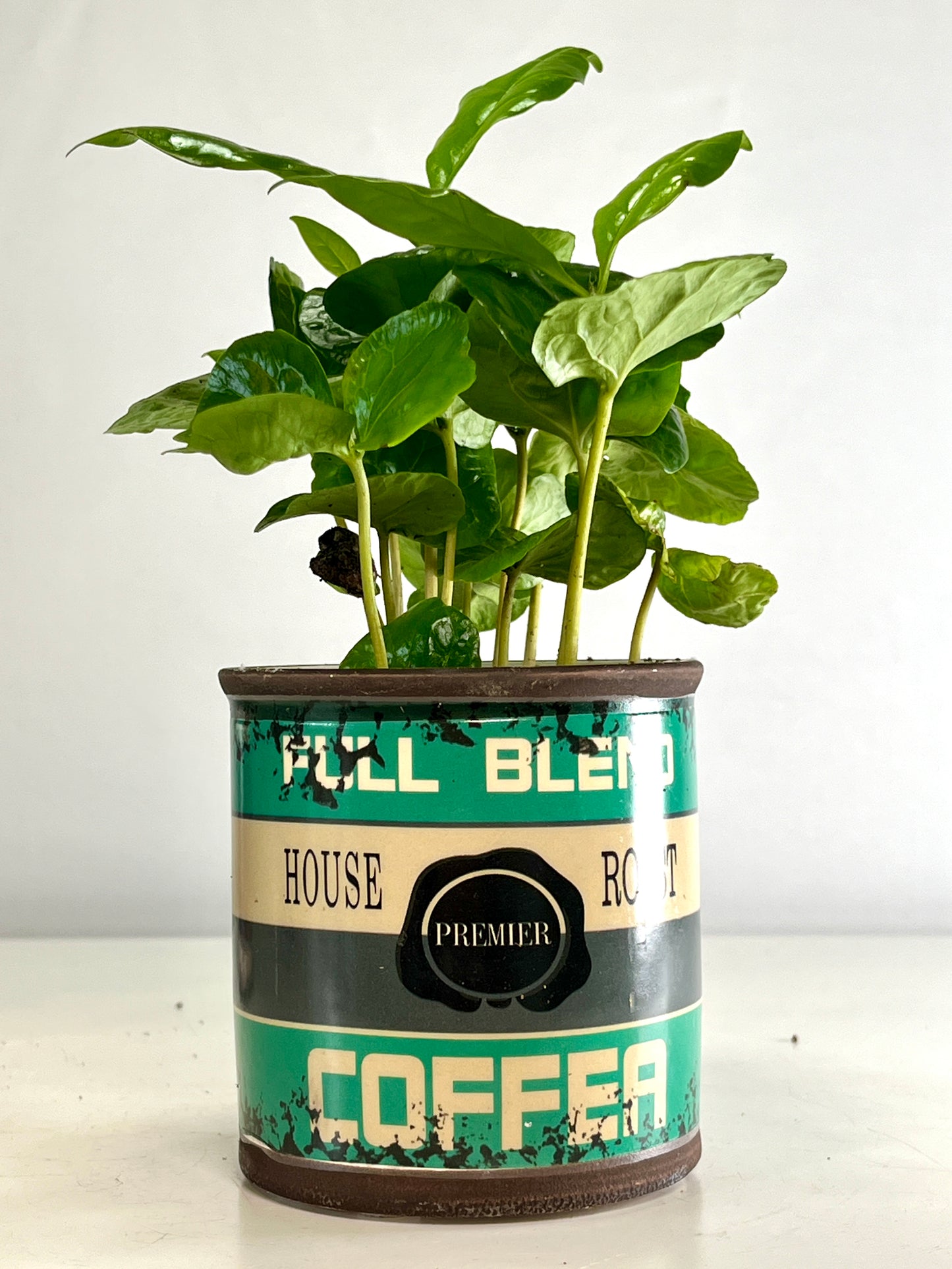 Coffea Arabica in retro can - coffee plant