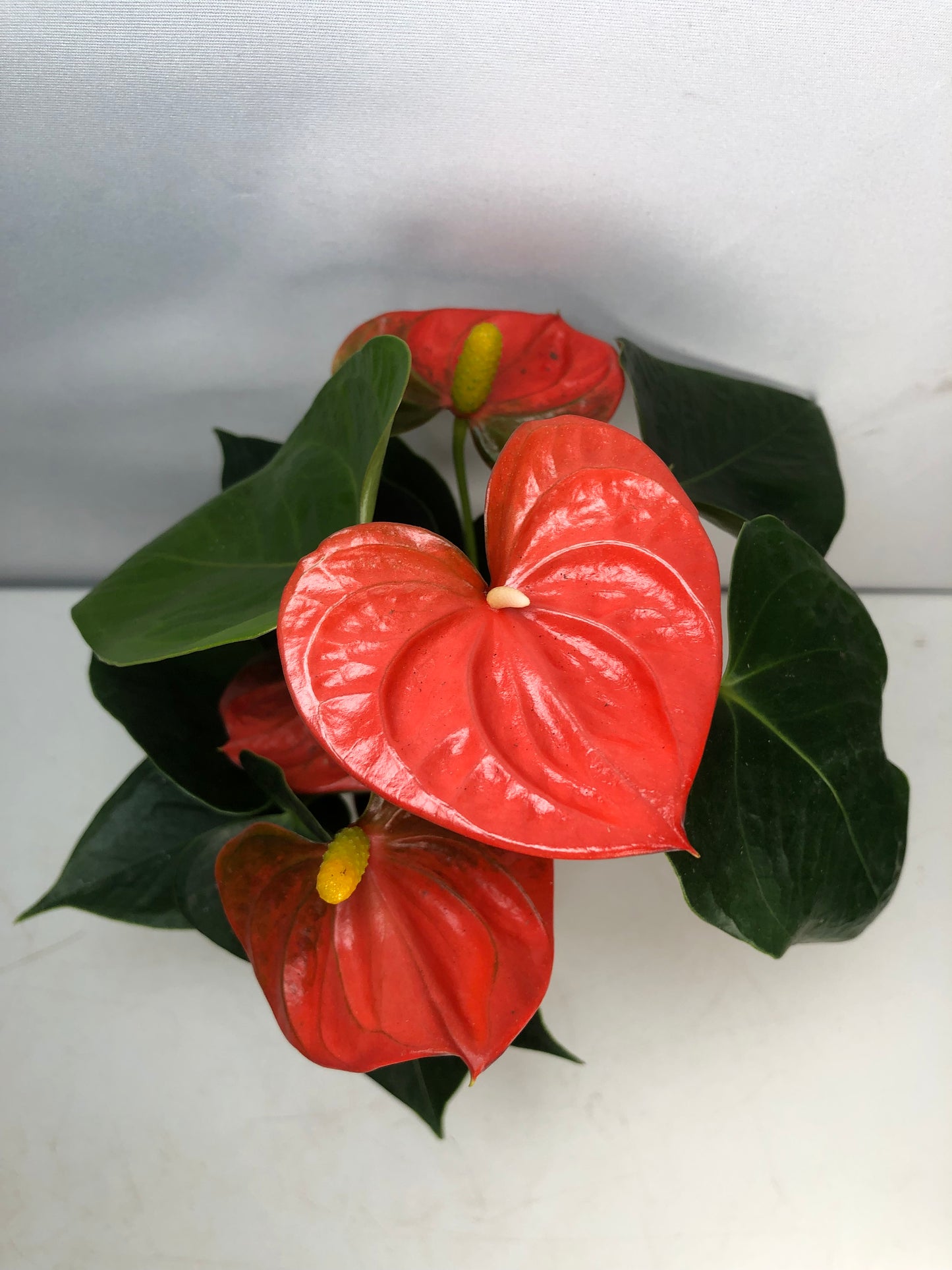 Anthurium orange