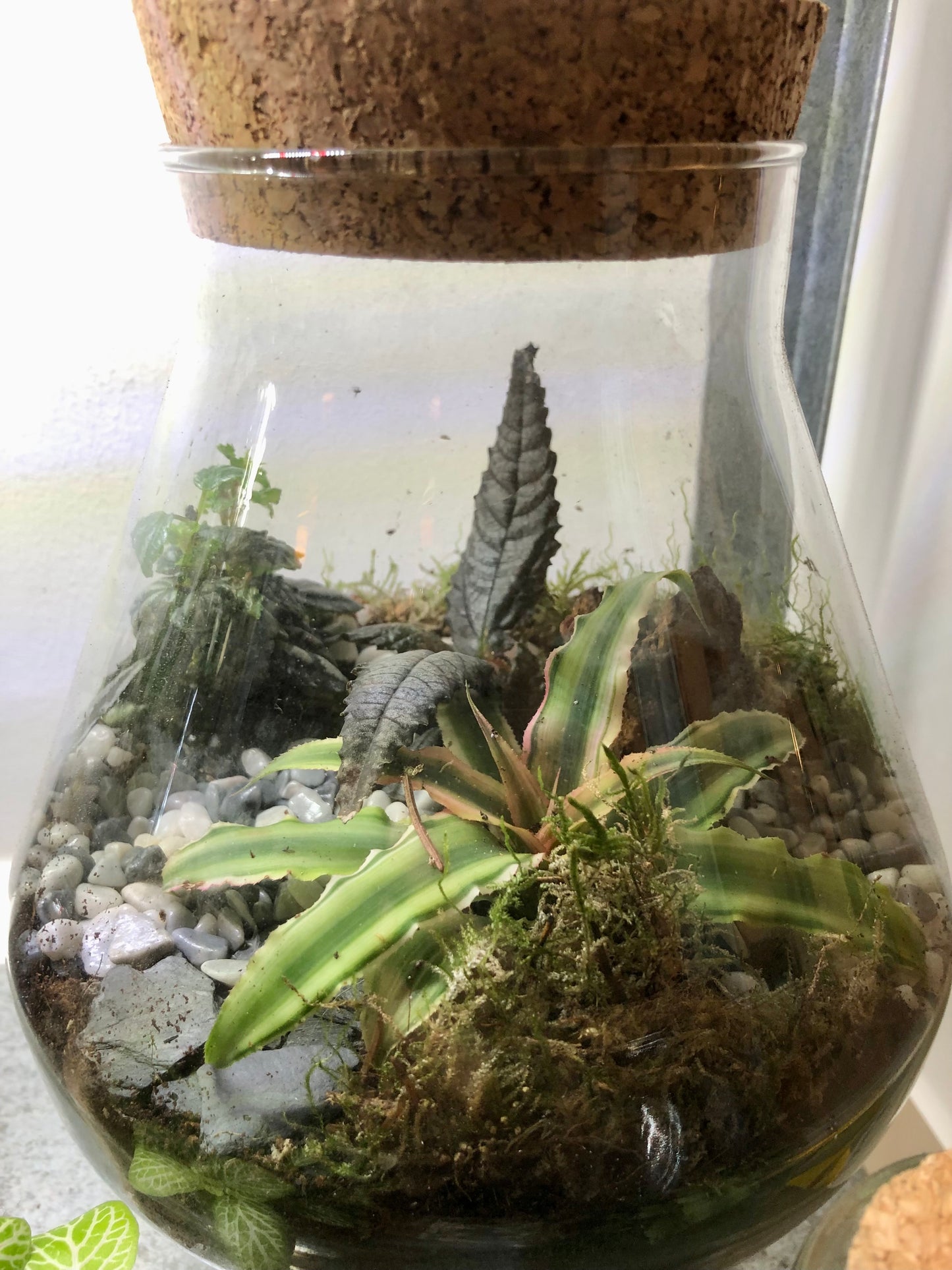 Beaker Plant Studio Terrarium lucky dip