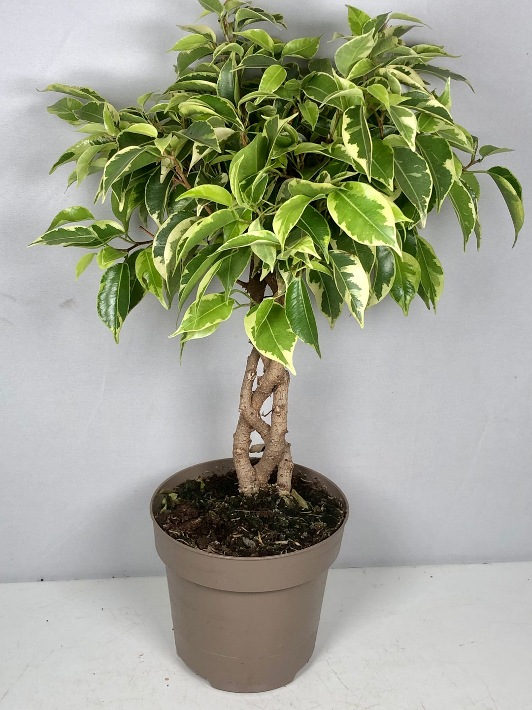 Ficus benjamina 'Bushy King'