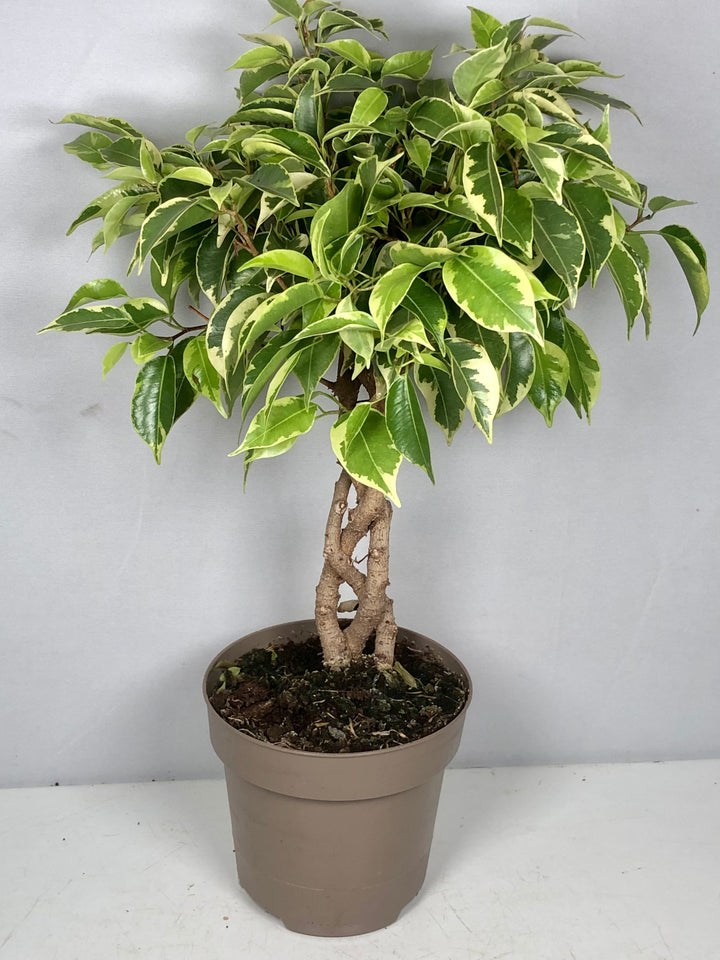 Ficus benjamina 'Bushy King'