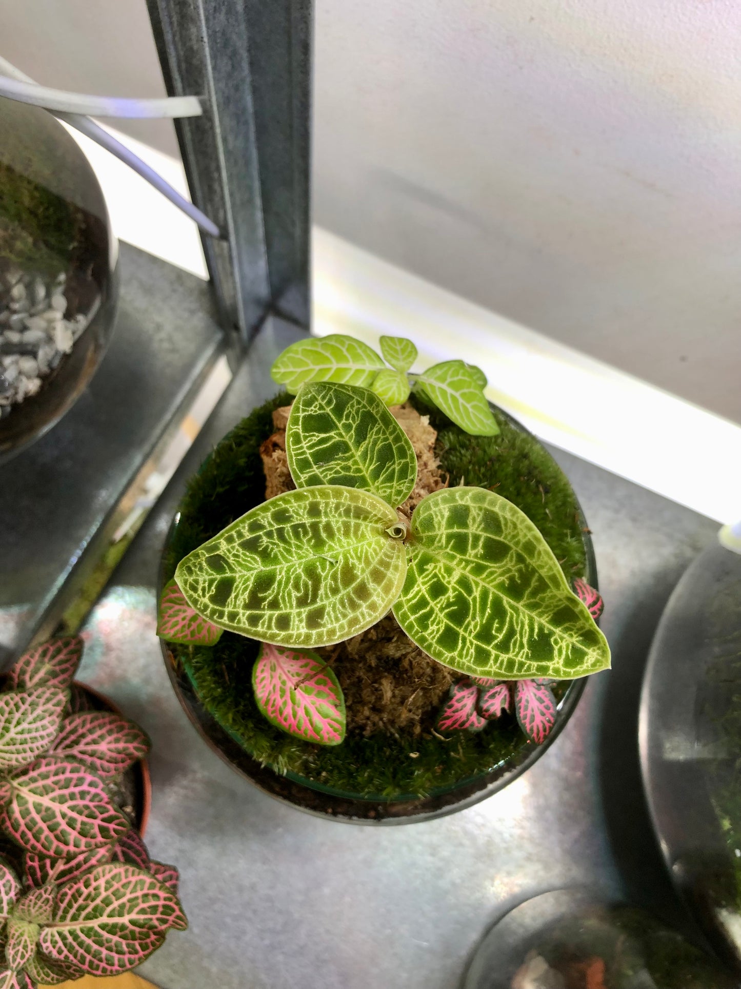 Glass Terrarium Phil Plant Studio Terrarium lucky dip
